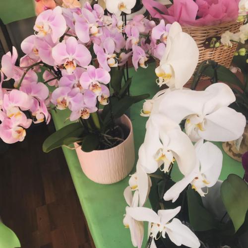 VENDITA PIANTE E FIORI